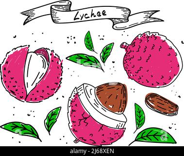 Lychee-Frucht, handgezeichneter Sketch-Stil Doodle. Litschi, Samen und Blätter, isoliert auf weißem Hintergrund in Farbe. Obst. Vektor einfache Illustration Stock Vektor