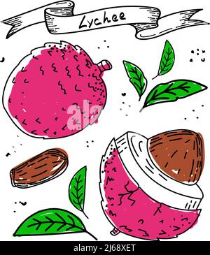 Lychee-Frucht, handgezeichneter Sketch-Stil Doodle. Litschi, Samen und Blätter, isoliert auf weißem Hintergrund in Farbe. Obst. Vektor einfache Illustration Stock Vektor
