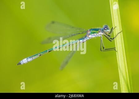 Lestes dryas, ein Männchen, gehören Smaragd-Spreizer, seltene Smaragd-Damselfliege und robuste Spreizer. Stockfoto