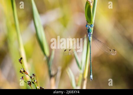 Lestes sponsa ist eine Damselfliege mit einer breiten paläarktischen Verbreitung. Es ist allgemein bekannt als die Smaragddamselfly oder gemeinsame Spreizer, männlich. Stockfoto