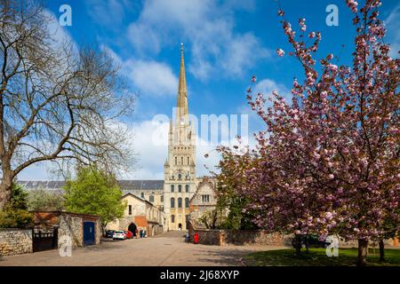 Frühlingsmittag in der Norwich Cathedral, Norfolk, England. Stockfoto