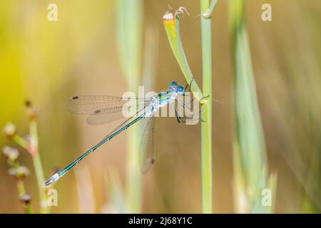 Lestes sponsa ist eine Damselfliege mit einer breiten paläarktischen Verbreitung. Es ist allgemein bekannt als die Smaragddamselfly oder gemeinsame Spreizer, männlich. Stockfoto