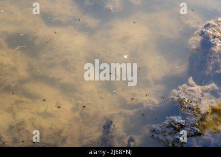 Wasserableiter Insekten auf einem Teich. Kleine Tiere, die auf der Wasseroberfläche laufen. Gerridae-Bugs im europäischen Umfeld. Stockfoto