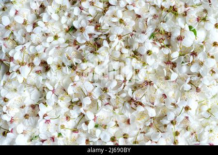 Hintergrund von zarten niedlichen großen Sakura Blumen Stockfoto