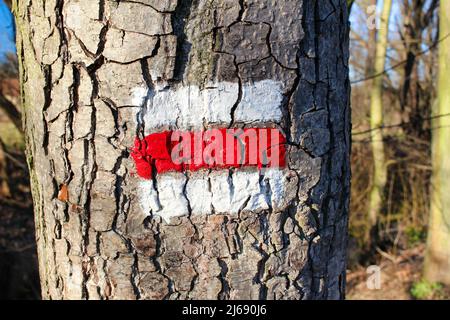 Touristische Markierung auf einem Baum in der Tschechischen Republik. Stockfoto