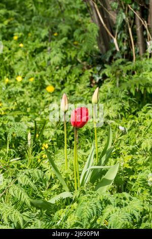 Einzelne rote Tulpe im grünen Meer Stockfoto