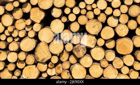 Stapel von gefällten Bäumen in einem Wald. Vollformat-Texturhintergrund. Runde hölzerne Rumpfteile stapelten sich. Natürliches Muster mit braunen Kreisen. Stockfoto