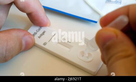 Menschliche Hände tun vier Tropfen Flüssigkeit, um zu Hause einen schnellen Coronavirus-atk-Test durchzuführen Stockfoto