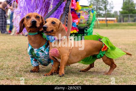 Buda, Texas 2022 Wiener Dog Festival Stockfoto