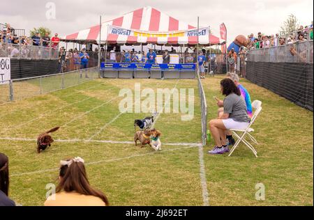 Buda, Texas 2022 Wiener Dog Festival Stockfoto