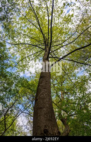 Liriodendron chinense, allgemein bekannt als chinesische Tulpenpappel, chinesischer Tulpenbaum oder chinesischer Weißholz[ Stockfoto