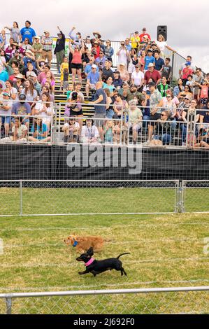 Buda, Texas 2022 Wiener Dog Festival Stockfoto