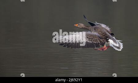 Eine Grelaggans (anser anser) gleitet auf einem dunklen Teich in Kent an Land Stockfoto