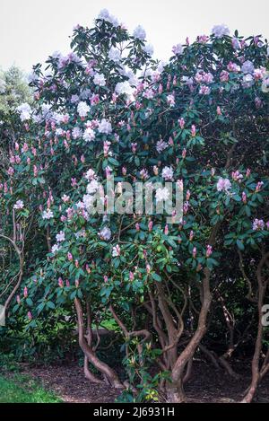 Rhododendron in Isabella Plantation, Richmond Park, London, England, Großbritannien Stockfoto