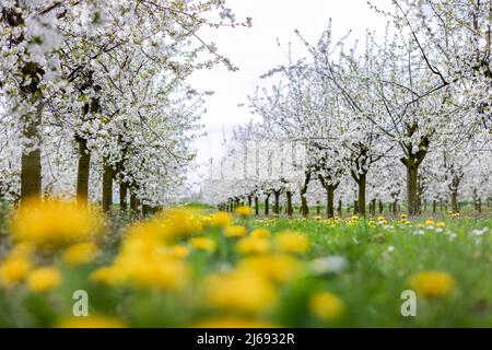 29. April 2022, Sachsen, Grimma: Kirschbäume blühen auf einer Plantage bei Dürrweitzschen über dem Dandelion. Die Obstland Group baut hier in der Region vor allem Äpfel an, aber auch Kirschen, Erdbeeren, Pflaumen und Johannisbeeren. Das Obst wird direkt unter der Marke Sachsenobst verkauft oder im hauseigenen Presshaus zu Fruchtsäften verarbeitet. Foto: Jan Woitas/dpa Stockfoto