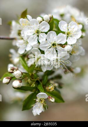 29. April 2022, Sachsen, Grimma: Kirschbäume blühen auf einer Plantage bei Dürrweitzschen. Die Obstland Group baut hier in der Region vor allem Äpfel an, aber auch Kirschen, Erdbeeren, Pflaumen und Johannisbeeren. Das Obst wird direkt unter der Marke Sachsenobst verkauft oder im hauseigenen Presshaus zu Fruchtsäften verarbeitet. Foto: Jan Woitas/dpa Stockfoto