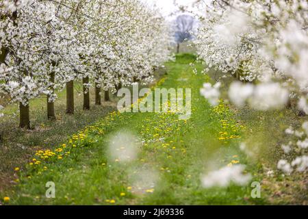 29. April 2022, Sachsen, Grimma: Kirschbäume blühen auf einer Plantage bei Dürrweitzschen. Die Obstland Group baut hier in der Region vor allem Äpfel an, aber auch Kirschen, Erdbeeren, Pflaumen und Johannisbeeren. Das Obst wird direkt unter der Marke Sachsenobst verkauft oder im hauseigenen Presshaus zu Fruchtsäften verarbeitet. Foto: Jan Woitas/dpa Stockfoto