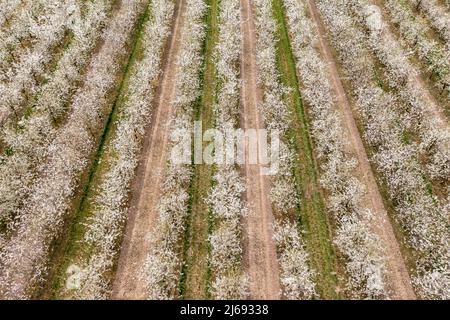 29. April 2022, Sachsen, Grimma: Kirschbäume blühen auf einer Plantage bei Dürrweitzschen. Die Obstland Group baut hier in der Region vor allem Äpfel an, aber auch Kirschen, Erdbeeren, Pflaumen und Johannisbeeren. Das Obst wird direkt unter der Marke Sachsenobst verkauft oder im hauseigenen Presshaus zu Fruchtsäften verarbeitet. (Luftaufnahme mit Drohne) Foto: Jan Woitas/dpa Stockfoto