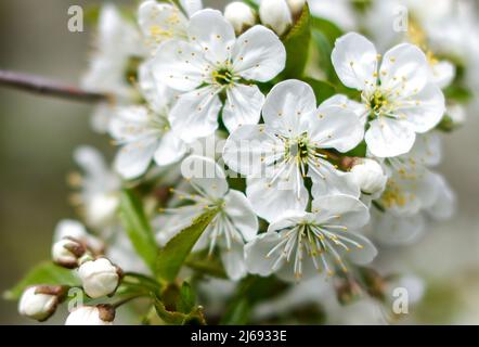 29. April 2022, Sachsen, Grimma: Kirschbäume blühen auf einer Plantage bei Dürrweitzschen. Die Obstland Group baut hier in der Region vor allem Äpfel an, aber auch Kirschen, Erdbeeren, Pflaumen und Johannisbeeren. Das Obst wird direkt unter der Marke Sachsenobst verkauft oder im hauseigenen Presshaus zu Fruchtsäften verarbeitet. Foto: Jan Woitas/dpa Stockfoto