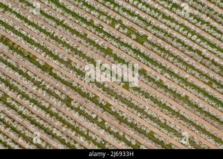 29. April 2022, Sachsen, Grimma: Kirschbäume blühen auf einer Plantage bei Dürrweitzschen. Die Obstland Group baut hier in der Region vor allem Äpfel an, aber auch Kirschen, Erdbeeren, Pflaumen und Johannisbeeren. Das Obst wird direkt unter der Marke Sachsenobst verkauft oder im hauseigenen Presshaus zu Fruchtsäften verarbeitet. (Luftaufnahme mit Drohne) Foto: Jan Woitas/dpa Stockfoto