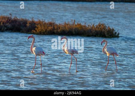 Flamingos, Route de Caharel, Saintes-Maries-de-la Mer, Camargue, Bouches du Rhone, Provence-Alpes-Cote d'Azur, Frankreich, Mittelmeer, Europa Stockfoto