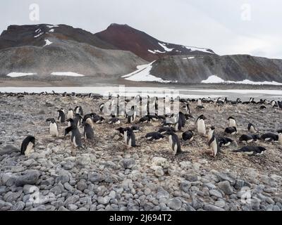 Ein Adeliepinguin (Pygoscelis adeliae), Kolonie auf Paulet Island, Weddellmeer, Antarktis, Polarregionen Stockfoto