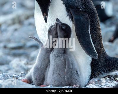 Adelie Pinguin (Pygoscelis adeliae) Elternteil füttert Küken an Brown Bluff, Antarctic Sound, Antarktis, Polarregionen Stockfoto