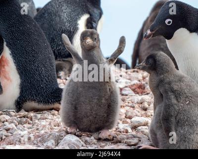 Adelie Pinguin (Pygoscelis adeliae), Küken in einer Brutkolonie auf Pourquoi Pas Island, Antarktis, Polarregionen Stockfoto