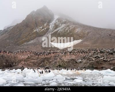 Adeliepinguine (Pygoscelis adeliae), auf einer Eisscholle in einer Brutkolonie auf Joinville Island, Antarktis, Polarregionen Stockfoto