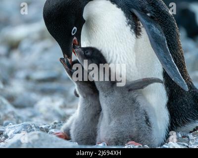 Adelie Pinguin (Pygoscelis adeliae) Elternteil füttert Küken an Brown Bluff, Antarctic Sound, Antarktis, Polarregionen Stockfoto