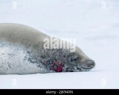 Krabbenrobbe für Erwachsene (Lobodon carcinophaga), auf dem Eis auf dem Meer zur Insel Peter I, Antarktis, Polarregionen Stockfoto