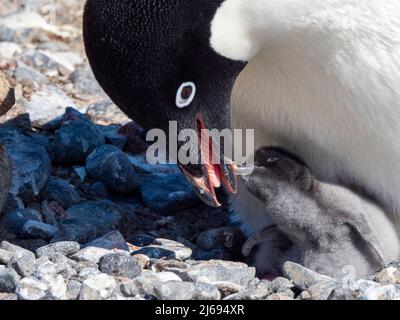 Adelie Pinguin (Pygoscelis adeliae) Elternteil füttert Küken an Brown Bluff, Antarctic Sound, Antarktis, Polarregionen Stockfoto