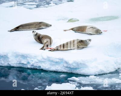 Krabbenrobben (Lobodon carcinophaga), auf Eis in der Bellingshausener See, Antarktis, Polarregionen Stockfoto