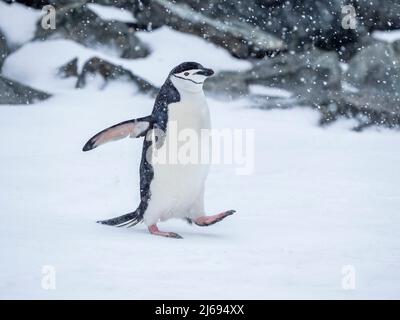 Adulter Kinnriemen-Pinguin (Pygoscelis antarcticus), der im Schnee auf der Halbmondinsel, Südshetlands, der Antarktis, den Polarregionen spaziert Stockfoto