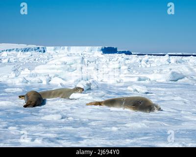 Krabbenrobben für Erwachsene (Lobodon carcinophaga), auf Eis in der Nähe von Snow Hill Island, Weddellmeer, Antarktis, Polarregionen Stockfoto