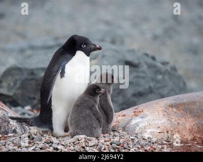 Adelie Pinguin (Pygoscelis adeliae), Elternteil mit Küken auf Tay Head, Joinville Island, Antarktis, Polarregionen Stockfoto