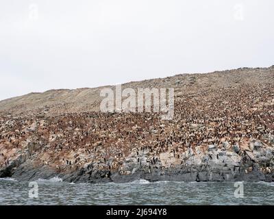 Adeliepinguine (Pygoscelis adeliae), springende Brutkolonie, Heroina Island, Danger Island Group, Antarktis, Polarregionen Stockfoto