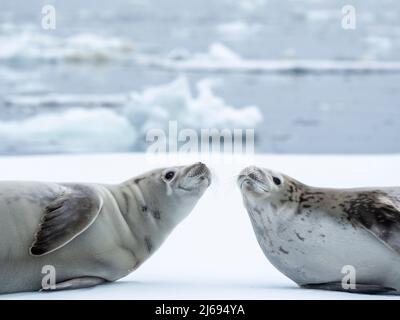 Krabbenrobben (Lobodon carcinophaga), auf Eis in der Bellingshausener See, Antarktis, Polarregionen Stockfoto