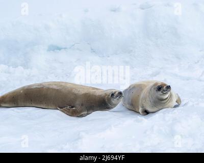 Krabbenrobben für Erwachsene (Lobodon carcinophaga), auf Eis im Lemaire-Kanal, Antarktis, Polarregionen Stockfoto