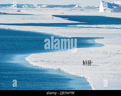 Eine Gruppe von Kaiserpinguinen (Aptenodytes forsteri), auf dem Eis in der Nähe von Snow Hill Island, Weddellmeer, Antarktis, Polarregionen Stockfoto