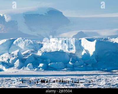 Eine Gruppe von Kaiserpinguinen (Aptenodytes forsteri), auf dem Eis in der Nähe von Snow Hill Island, Weddellmeer, Antarktis, Polarregionen Stockfoto