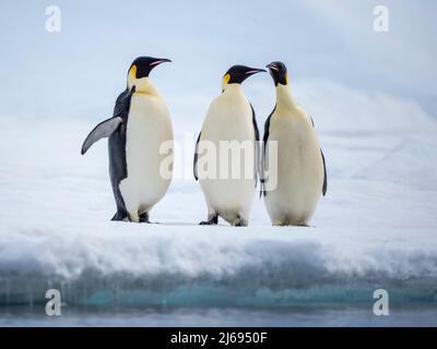 Eine Gruppe von Kaiserpinguinen (Aptenodytes forsteri), auf dem Eis in der Nähe von Snow Hill Island, Weddellmeer, Antarktis, Polarregionen Stockfoto