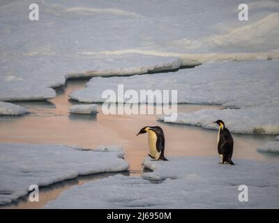 Ein Paar Kaiserpinguine (Aptenodytes forsteri) überquert das Eis in der Nähe von Snow Hill Island, Weddellmeer, Antarktis, Polarregionen Stockfoto