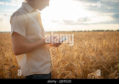 Ein junger Agronom nutzt moderne Technologie in einem Weizenfeld. Reife Gerste, Sonnenuntergang. Der Spezialist berechnet Verluste aus Regen und schlechtem Wetter. Profit, Wohlergehen der Landwirtschaft. Agrarindustrie Stockfoto