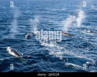 Erwachsene Finnwale (Balaenoptera physalus), die sich auf Krill in der Nähe der Krönungsinsel, der südlichen Orkney-Inseln, der Antarktis und der Polarregionen ernähren Stockfoto