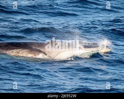 Ausgewachsener Finnwal (Balaenoptera physalus), füttert auf Krill in der Nähe von Krönungsinsel, Süd-Orkney-Inseln, Antarktis, Polarregionen Stockfoto