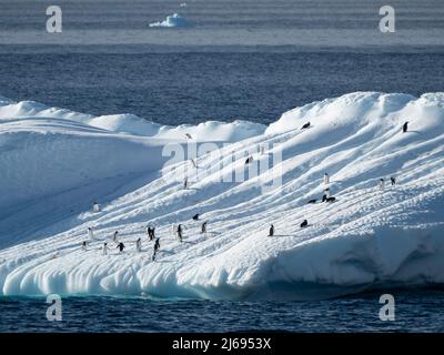 Pinguine zogen auf einem Eisberg in der Nähe von Brown Bluff, Weddellmeer, Antarktis, Polarregionen Stockfoto