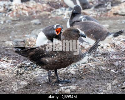 Ein erwachsener brauner Skua (Stercorarius antarcticus), der einen Gentoo-Pinguin auf Barrientos Island, Antarktis, Polarregionen belästigt Stockfoto