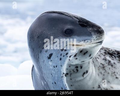 Eine große ausgewachsene Leopardenrobbe (Hydrurga leptonyx), die in der Nähe der Insel Brabant, der Antarktis und der Polarregionen auf Meereis gezogen wurde Stockfoto