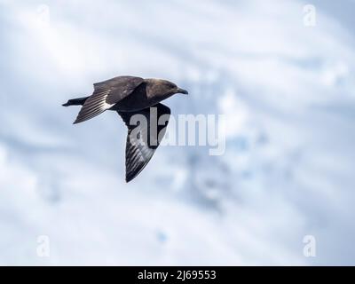 Adulter brauner Skua (Stercorarius antarcticus), im Flug im Lemaire-Kanal, Antarktis, Polarregionen Stockfoto